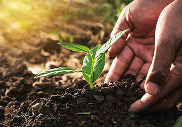 Ein Steckling wird von zwei Händen in die Erde eingepflanzt.
